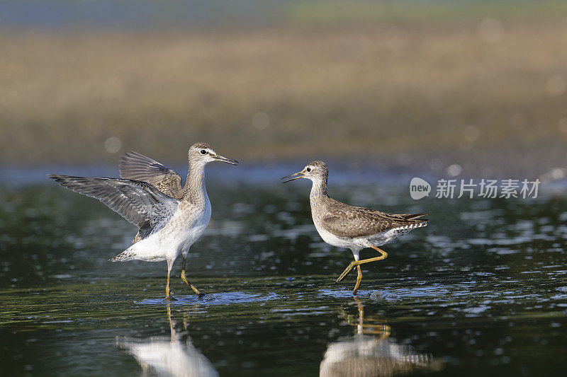 木鹬(Tringa glareola)